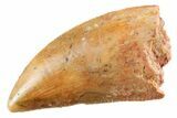 Serrated Raptor Tooth - Real Dinosaur Tooth #364814-1